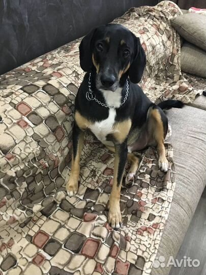 Кобель 5лет в добрые руки