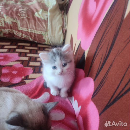 Котёнок