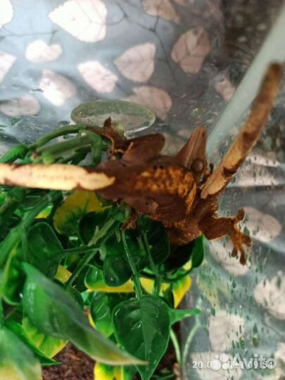 Реснитчатый геккон (бананоед)