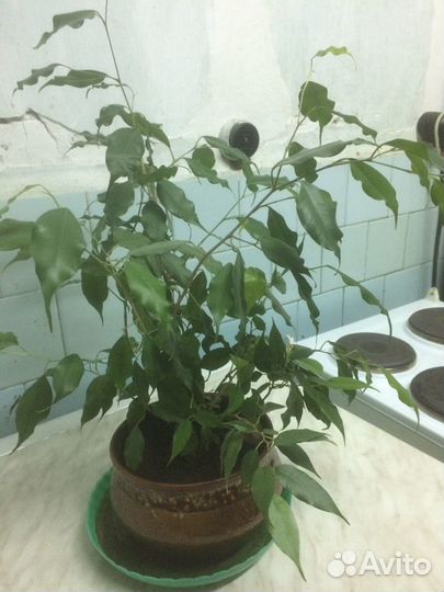 Комнатные домашние растения