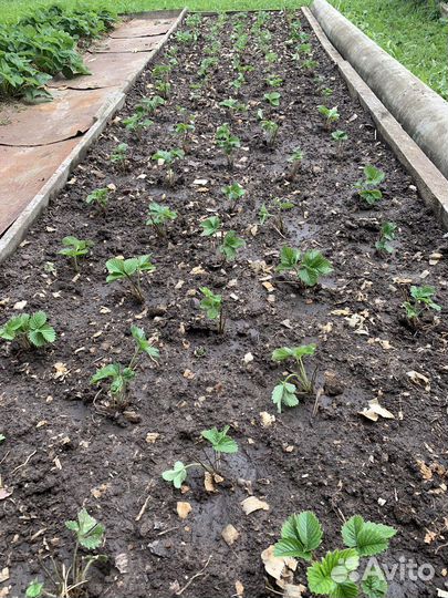 Рассада клубники