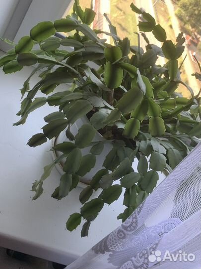 Декабрист шикарный цветом розовый