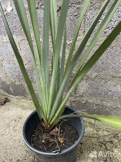 Новозеландский лён