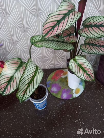 Комнатные цветы