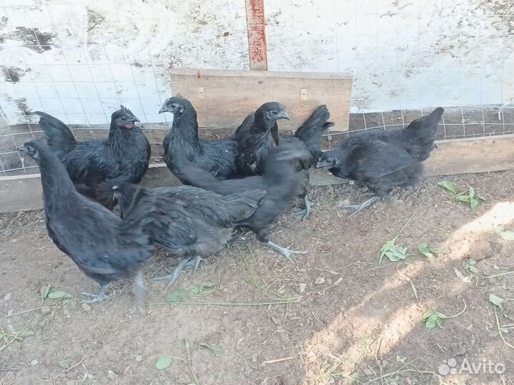 Молодки Ухейилюй