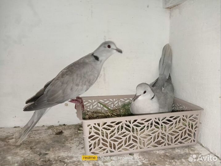 Египецкая смеющаяся горлица