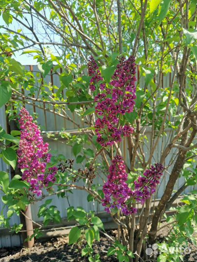 Сирень сортовая