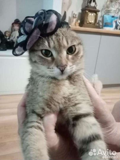 Кошечке 5мес очень нужны любящие ручки