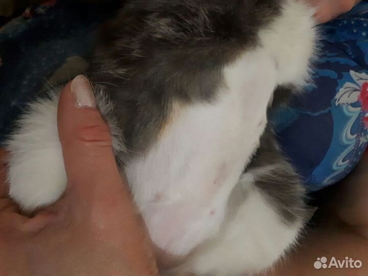 Стерилизация кошек. Стерилизация собак. С выездом