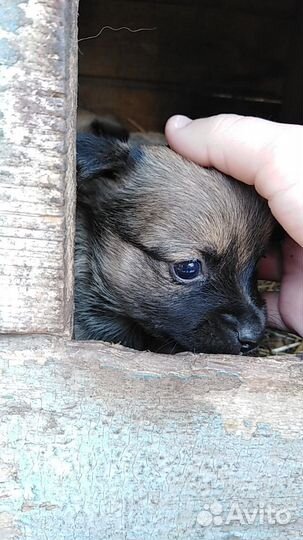 Отдам щенков