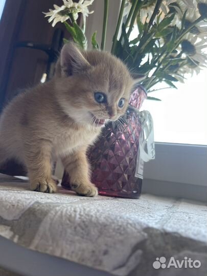 Шотландские котята чистокровные