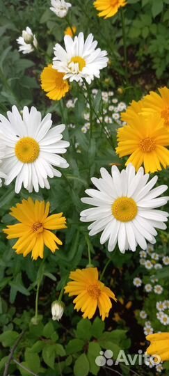 Ромашки садовые (саженцы)