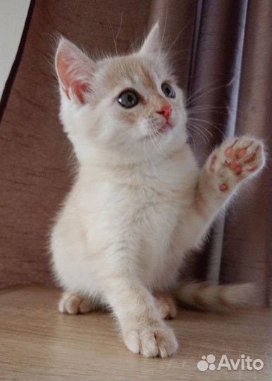 Кремовый котенок мальчик