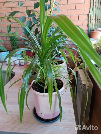 Комнатные цветы