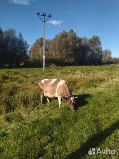 2 молочные коровы