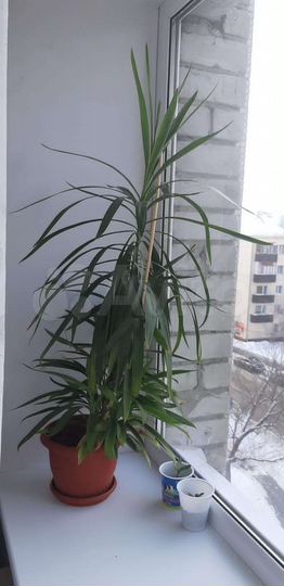 Комната 16,5 м² в 8-к., 5/9 эт.