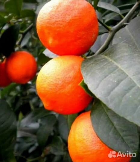 Лайм Санта Барбара