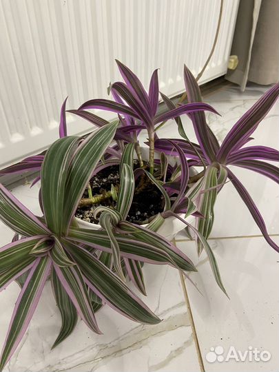 Традесканция