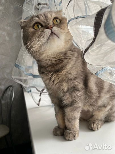 Британка Маруся