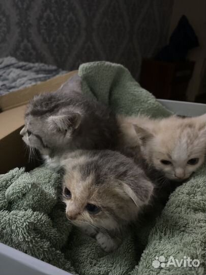 Котята в добрые руки