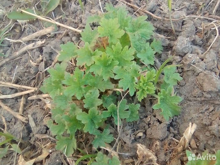 Черви выпозки.,Жули