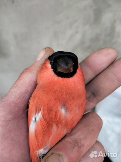 Певчие лесные птицы