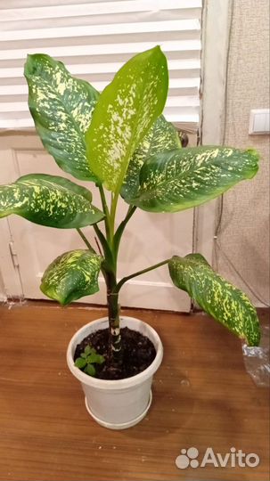 Диффенбахия