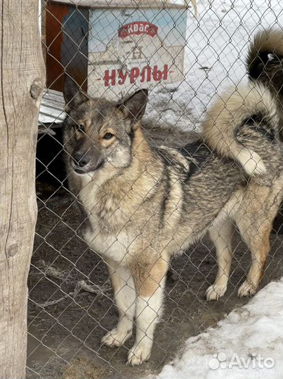 Охранницы на цепь - стерилизованные