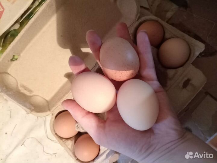 Домашние куриные яйца