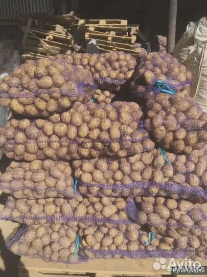 Семенной картофель