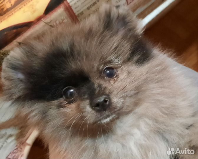 Мини шпиц