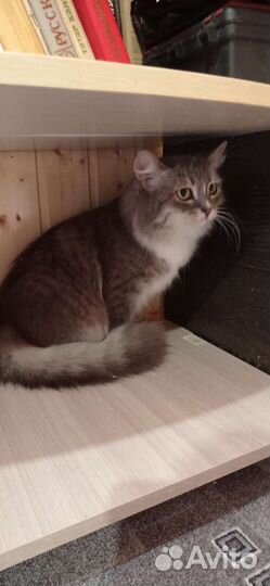 Кошка в дар
