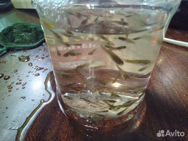 Мох и улитки покемоны