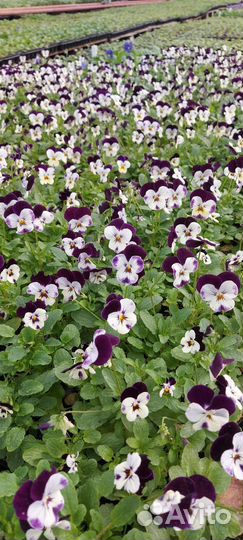 Рассада виола