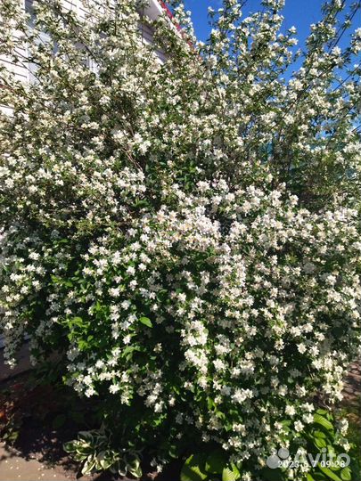 Гортензия саженцы