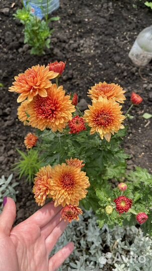 Хризантема корейская (зимующая)