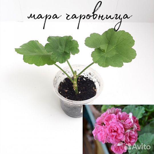 Комнатные растения Пеларгония