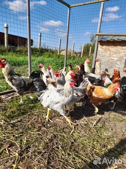 Молодые петушки