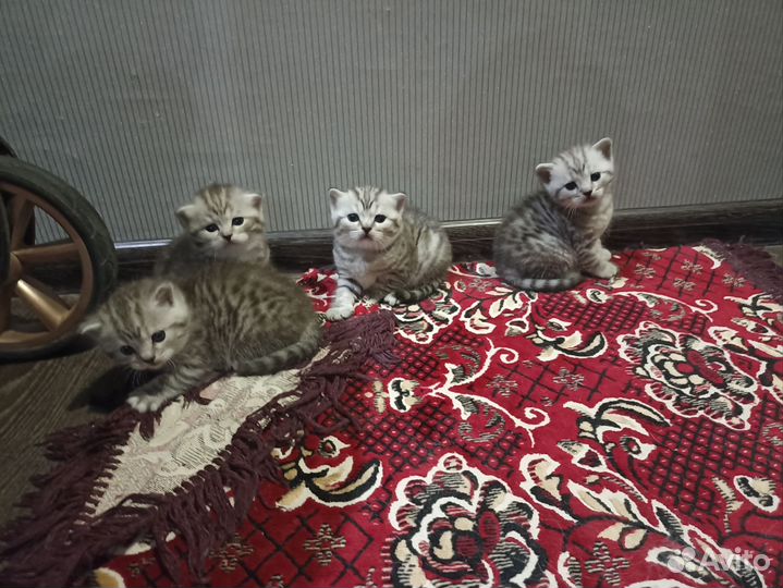 Шотландские котята