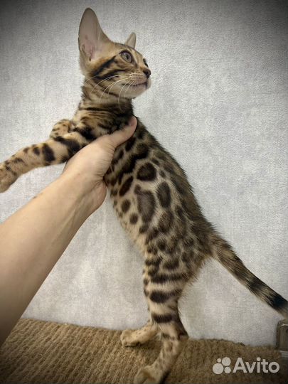 Бенгальские котята