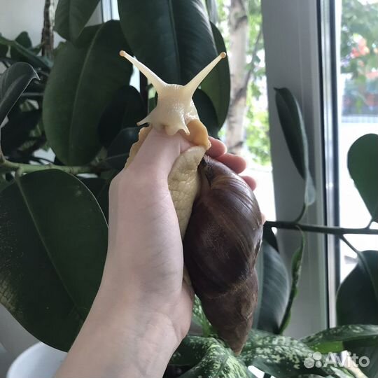 Улитки ахатины