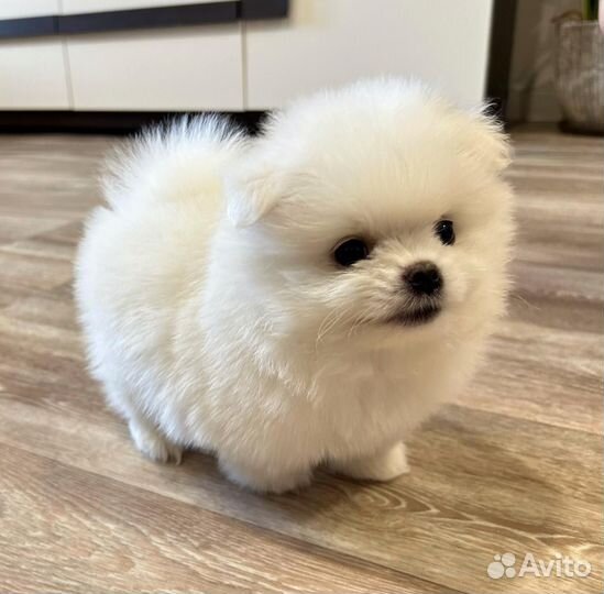 Померанский шпиц
