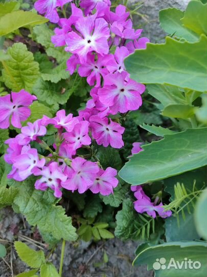 Примула Зибольда розовая