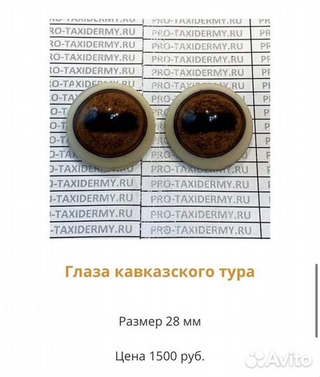 Глаза кабана, косули, рыси, лисы, медведя, птиц