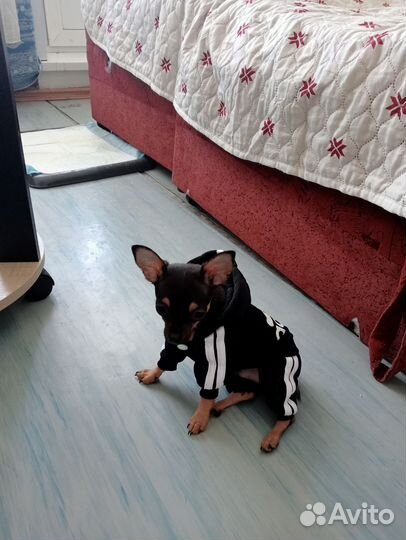 Той-терьер вязка