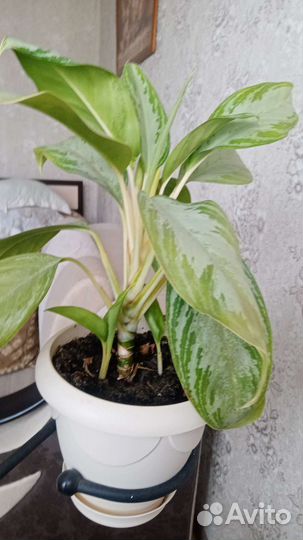 Сансевиерия