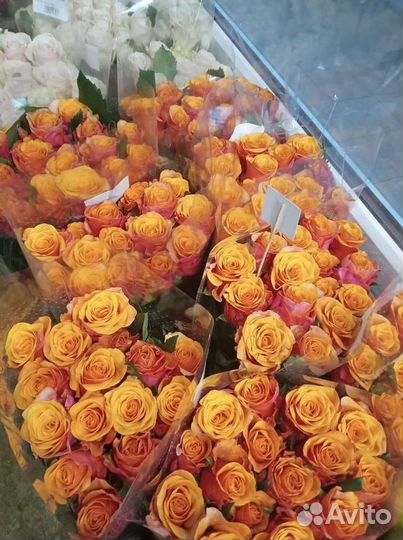 Цветы розы оптом