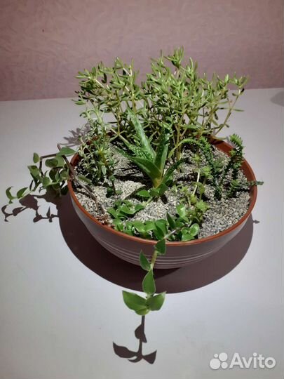 Кактусы и суккуленты