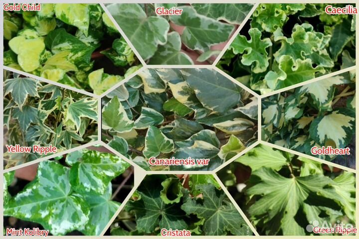 Сортовые плющи, разные виды