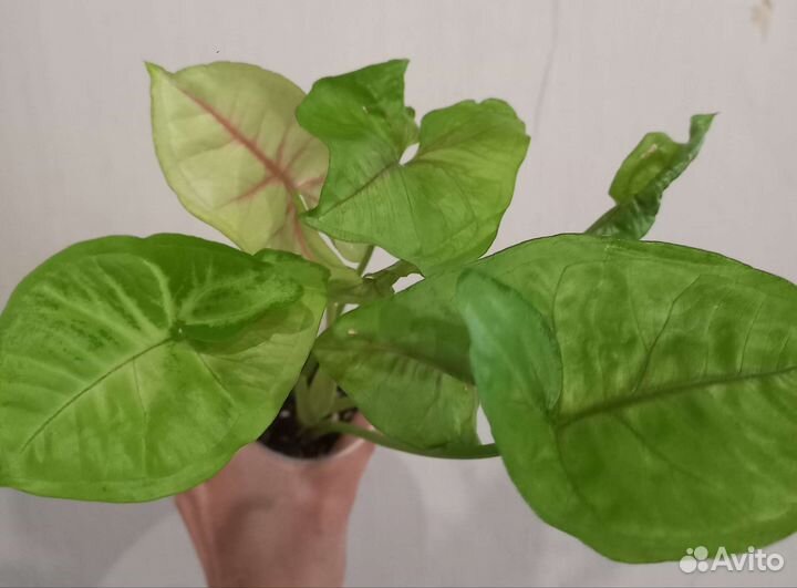 Сингониумы.Часть 1